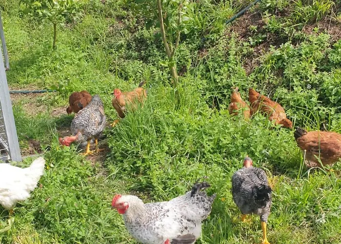 Villa Quinta Da Costeira - Casa Azul Do Limoal By Alponte Arcos de Valdevez